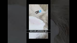 고양이언니의 넘치는 사랑윽 결과              #cat #고양이웃긴영상 #고양이 #고양이일상 #귀여운냥이 #귀여운고양이 #내이름은김설기
