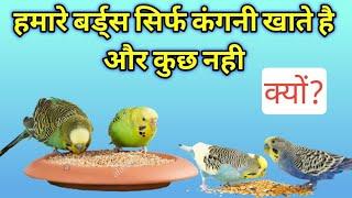 HAMARE BUDGIES SIRF KANGNI HI KHATE HAI KYO? || BUDGIES SOFT FOOD KYO NAHI KHATE.