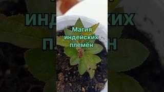 Магия индейских племён #растения #садоводство #garden #магия #секреты #семья