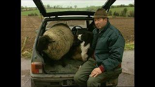 The Sheep Who Thinks it's a Dog, Castletownroche, Co. Cork, Ireland 1998