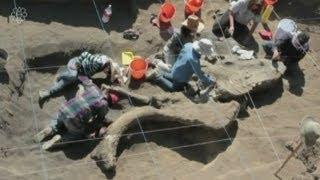 Ancient mammoth skeleton discovered in Mexico City