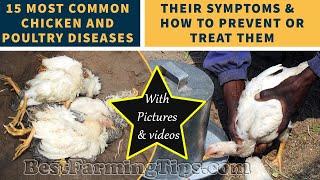 15 most common chicken and poultry DISEASES, their symptoms and how to prevent or treat them