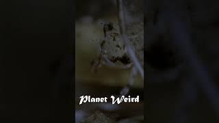 Planet Weird #documentary #dragonfly 1-3