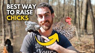 How to Raise Baby Chicks Naturally | EVERYTHING You Need To Know