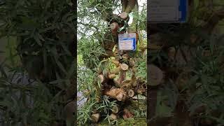 cây tre bonsai độc lạ nhất Việt Nam