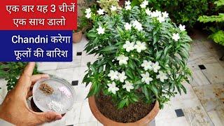 चांदनी में एक बार यह 3 चीजें एक साथ डालो सालभर होगी फूलों की बारिश, Jasmine Chandni plant