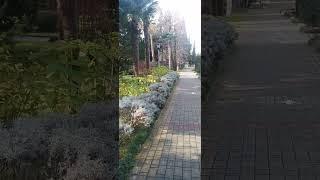 Пальмы в санатории Знание