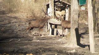 Feeding European Red Deer - red stag feeding - Cervus elaphus