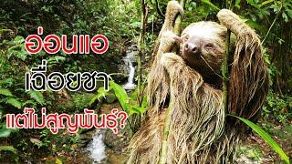 สงสัยกันหรือไม่ว่า ทำไม? สลอธ (Sloth) จึงรอดจากการสูญพันธุ์