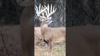 Which one? #hunting #shorts #shortvideo #short #fyp #shortsviral #deer #viralshort #viralreels