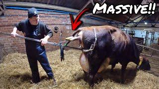 HOW TO PULL OUT A MONSTER A CALF!!!