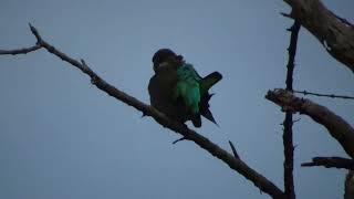 Meyer's parrots on honeymoon @ Splash Camp    @ Splash Camp March 2022