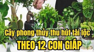 Cây Phong Thủy Thu Hút TÀI LỘC Theo 12 CON GIÁP