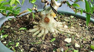 Cách làm cây trực lắc. Làm cành rễ và thẹo chia sẻ bà con | Bonsai Và Sáng Tạo