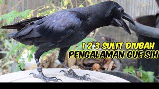 9 KEKURANGAN MEMELIHARA BURUNG GAGAK