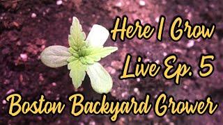 Boston Grower Here I Grow Live Ep.5 How To Feed Your Plants Nutrients