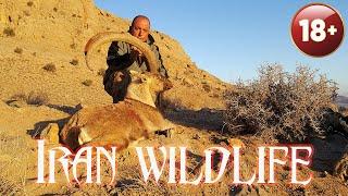 Iran wildlife with Stiliyan Kadrev