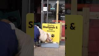 Mouse goes Shopping #horse #equestrian #pony #horsegirl #riding #showjumping #small