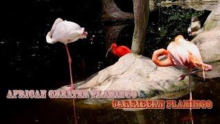 Carribean Flamingo & African Greater Flamingo