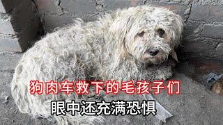 For 18 years Liu Li wages all to rescue dogs from meat trucks and nurture them back to happiness