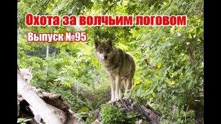 Охота за волчьим логовом | Выпуск №95 (UKR)