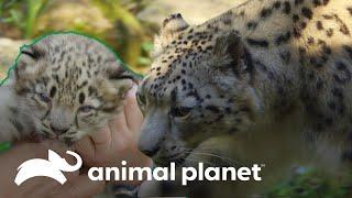 Leopardo-das-neves à espera de um filhote | O Zoológico | Animal Planet Brasil