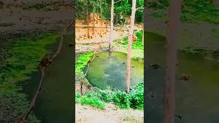 monkey funny video 