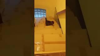 My cat does not dare come up the covered stairs