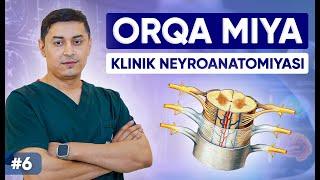 Orqa miya klinik neyroanatomiyasi #6