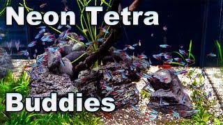 Neon Tetra Buddies: Good Tank Mates for Your Neons (and a word of caution)