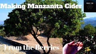 Making Manzanita Cider from the Manzanita Tree