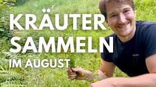 Wildkräuter sammeln im August - Johanniskraut, Brennnessel, Brombeeren, Sauerklee und mehr