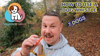 How to use a Dog Whistle @acmewhistles1817 | Dog Walk Highlights | #dogs #dogwalker #dogwhistle