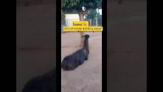 ||Meet the Llama||A Gentle Giant||#minivlog#zooanimals#llama#animals#zoo#youtubeshorts#shortfeed