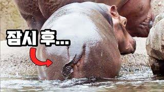 하마가 큰일 볼 때 절대로 가까이 가지 마세요