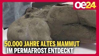 50.000 Jahre altes Mammut im Permafrost entdeckt