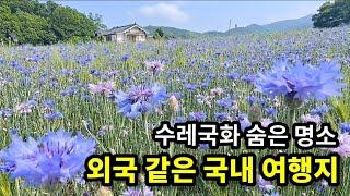 [강화도 가볼만한 곳] 5월 수레국화꽃 가득 핀 이국적 풍경의 강화역사박물관, 청보리밭은 덤, 수레국화 찾아가는 길 안내