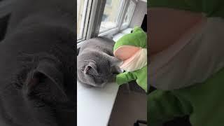 Careless Frog, Confused Cat #catandfrog #catsofyoutube #georgemichael #carelesswhisper