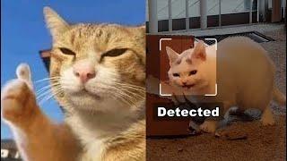 Silly cats detected