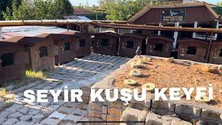 Seyir Kuşu Keyfi Başka _ SES VE TEMPO KUŞU #satılıkgüvercin #guvercinler #serdaryurttaş