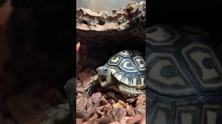 This Baby Tortoise’s Morning Routine Is Perfection l The Dodo #animals #tortoise #pets