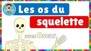 Les os du squelette