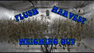 Flushing, Harvesting and Weights