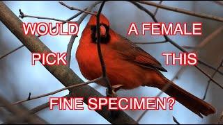 How Female Cardinals Pick a Mate: NARRATED