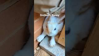 Stubborn Bunny Rabbit Snow