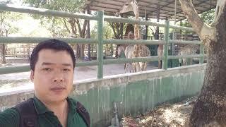 KIÊN PHẠM VLOG THAM QUAN KDL VƯỜN XOÀI 13