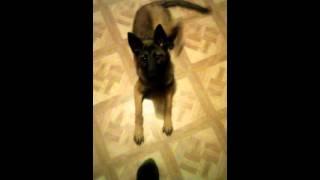 You malinois doing obedience....