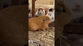 My neighbor’s dog made my Guinea pigs frozen