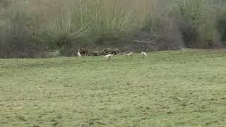 Ledbury Hunt hunting a fox 20th Feb 2015