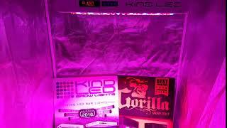 Kind LED Grow Lights and Gorilla Grow Tents